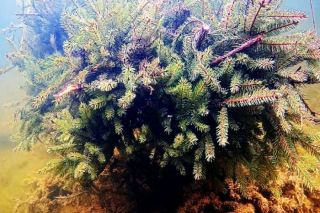 Daugavā sācies raudu, brekšu un asaru nārsts
