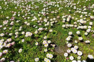 Jaunā darba nedēļa sāksies ar siltu laiku
