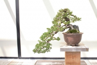 Spuņciemā varēs iepazīt bonsai kociņu veidošanas mākslu un japāņu mākslinieka Kavanabes Kjosai gleznas
