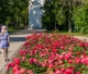 Ķemeru parkā pilnbriedā zied rozes