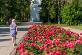 Ķemeru parkā pilnbriedā zied rozes