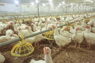 "Ķekava Foods": Eiropā otro gadu saglabājas būtisks mājputnu gaļas deficīts