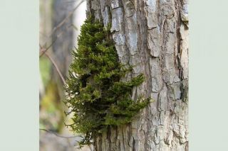Par gada sūnu izraudzīta īssetas nekera
