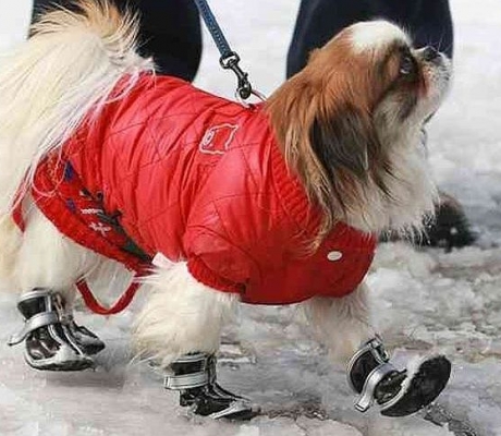 Veterinārārsti aicina aukstumā parūpēties par dzīvnieku drošību