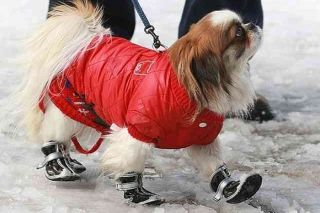 Veterinārārsti aicina aukstumā parūpēties par dzīvnieku drošību