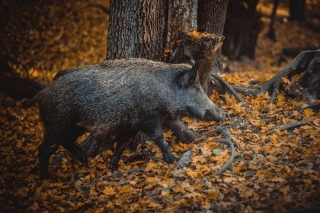 Āfrikas cūku mēris pagājušajā nedēļā konstatēts 31 mežacūkai, arī pa vienai Olaines novadā un Baldones pagastā