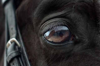 Policija sākusi kriminālprocesu par iespējamu vardarbīgu izturēšanos pret zirgiem stallī "Barratt Equestrian"