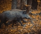 Āfrikas cūku mēris pagājušajā nedēļā konstatēts 31 mežacūkai, arī astoņām Jūrmalā un vienai Baldones pagastā