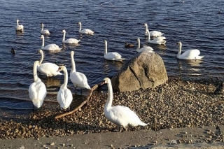 Pierīgas prokuratūra nodod tiesai lietu par gulbja spīdzināšanu Carnikavā