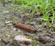 Pēc iedzīvotāju iniciatīvas "Rīgas meži" Mārupītes mežaparkā apkaros Spānijas kailgliemežus