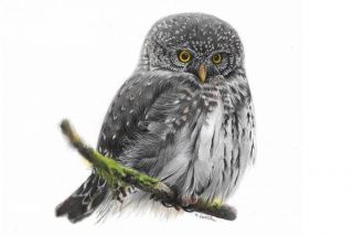 Par 2026. gada putnu izziņo mazāko no Latvijas pūcēm – apodziņu