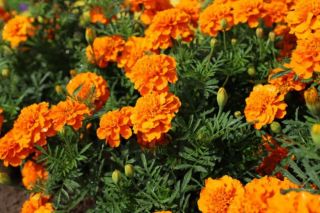 Nacionālajā botāniskajā dārzā uz laiku pārtrauks kādu tradīciju