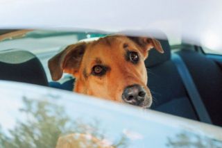 Četrkājaino pasažieru drošība: kas jāņem vērā, pārvadājot mājdzīvniekus