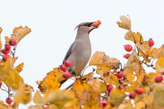 Nedēļas nogalē norisināsies Eiropas putnu vērošanas dienas rudenī