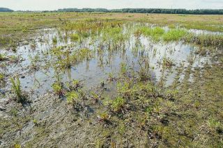 Pērnais gads Latvijā bijis ceturtais siltākais novērojumu vēsturē