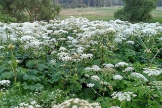 Pērn saņemti gandrīz 10 tūkstoši ziņojumu par dabā novērotām invazīvajām sugām