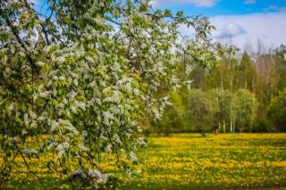 Foto: Mīlestība zied Siguldā – dodies meklēt skaistākos ziedus!