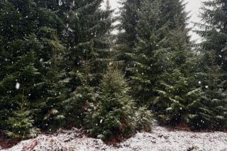 "Rīgas meži" aicina necirst eglītes Rīgas un Pierīgas mežos