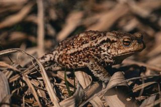 Dabas muzejs par gada dzīvnieku izvēlējies parasto krupi