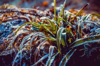 Tuvākās dienas gaidāmas saulainas, naktīs temperatūra noslīdēs zem nulles