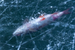 VVD: Ūdenstilpēs ar biezu ledus kārtu iespējama zivju slāpšana