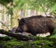Āfrikas cūku mēris pagājušajā nedēļā konstatēts 24 mežacūkām, arī divām Mārupes novadā