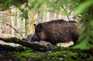 Āfrikas cūku mēris pagājušajā nedēļā konstatēts 24 mežacūkām, arī divām Mārupes novadā