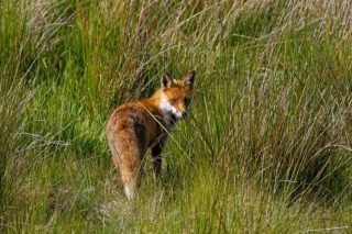 Jūrmalā plāno atļaut savvaļas dzīvnieku nomedīšanu, ja tie apdraud iedzīvotājus vai infrastruktūru
