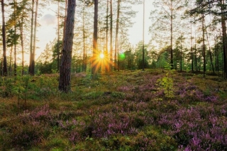 Rīgas pašvaldība piedalīsies projektā bioloģiskās daudzveidības saglabāšanai aizsargājamās dabas teritorijās Ādažu novadā