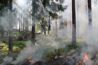 3.maijā sāksies meža ugunsnedrošais laikposms