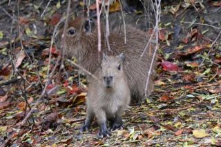 Tiešraidē iespēja vērot Rīgas Zooloģiskā dārza kapibaru dzīvi