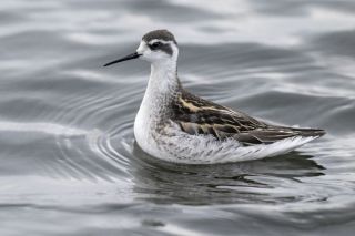 Nedēļas nogalē Latvijā novērotas 134 putnu sugas