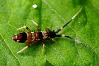 Par gada bezmugurkaulnieku izvēlētas vienas no vecākajiem sauszemes dzīvniekiem kolembolas