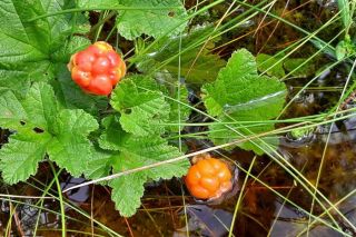 Par gada augu izvēlēta lācene