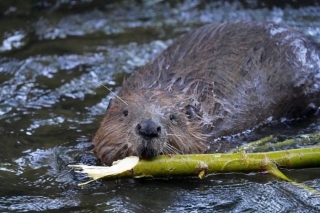 Saulkrastos plāno bebru populācijas regulēšanas medības