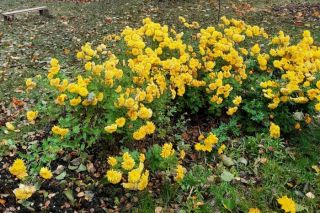 Par 2,4 grādiem pārspēts 7. novembra nacionālais siltuma rekords