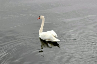 Augsti patogēnā putnu gripa konstatēta pieciem mirušiem gulbjiem, arī vienam Ķekavas novadā