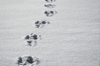 21.II Darbnīca "Ziemas dabas klusums: koku silueti un pēdas sniegā" Piņķos